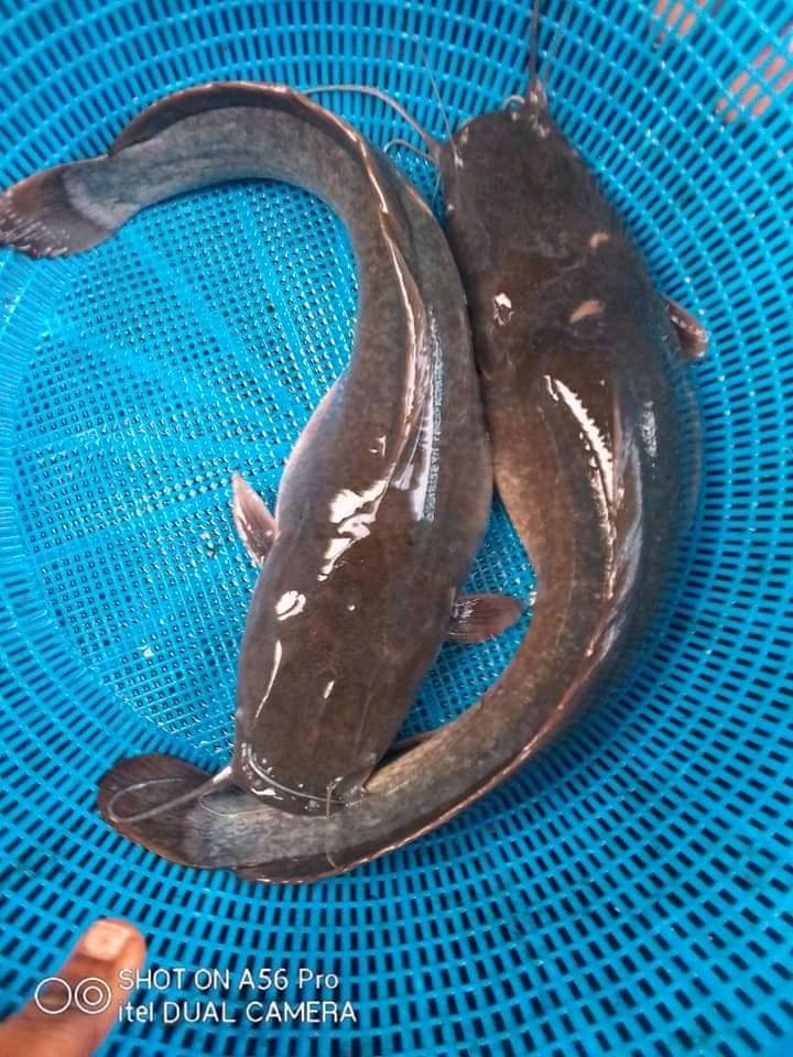Live Catfish (Table Size 500g–1kg)