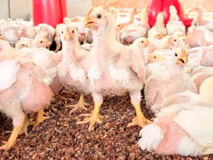 2 weeks broilers